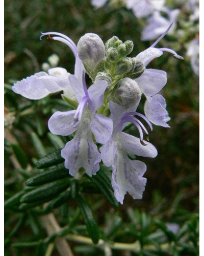 Розмарин лікарський | Розмарин лекарственный | Rosmarinus officinalis