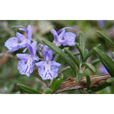 Розмарин лікарський | Розмарин лекарственный | Rosmarinus officinalis