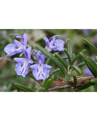 Розмарин лікарський | Розмарин лекарственный | Rosmarinus officinalis