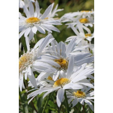 Ромен/Леукантемум чудовий Крістін Хагемен | Leucanthemum superbum Christine Hagemann | Ромен / Леукантемум замечательный Кристин Хагемен