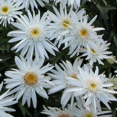 Ромен/Леукантемум чудовий Крістін Хагемен | Leucanthemum superbum Christine Hagemann | Ромен / Леукантемум замечательный Кристин Хагемен