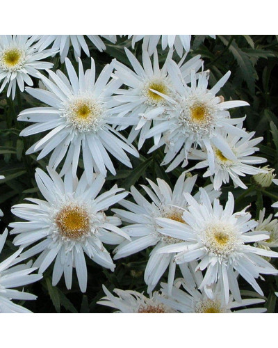 Ромен/Леукантемум чудовий Крістін Хагемен | Leucanthemum superbum Christine Hagemann | Ромен / Леукантемум замечательный Кристин Хагемен