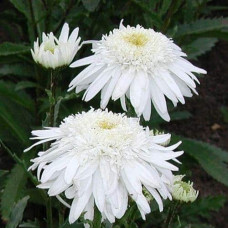 Ромен/Леукантемум чудовий Крістін Хагемен | Leucanthemum superbum Christine Hagemann | Ромен / Леукантемум замечательный Кристин Хагемен