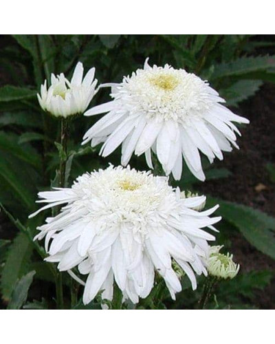 Ромен/Леукантемум чудовий Крістін Хагемен | Leucanthemum superbum Christine Hagemann | Ромен / Леукантемум замечательный Кристин Хагемен