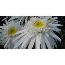 Ромен/Леукантемум чудовий Крістін Хагемен | Leucanthemum superbum Christine Hagemann | Ромен / Леукантемум замечательный Кристин Хагемен
