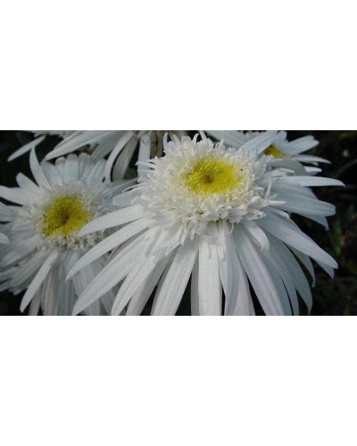 Ромен/Леукантемум чудовий Крістін Хагемен | Leucanthemum superbum Christine Hagemann | Ромен / Леукантемум замечательный Кристин Хагемен