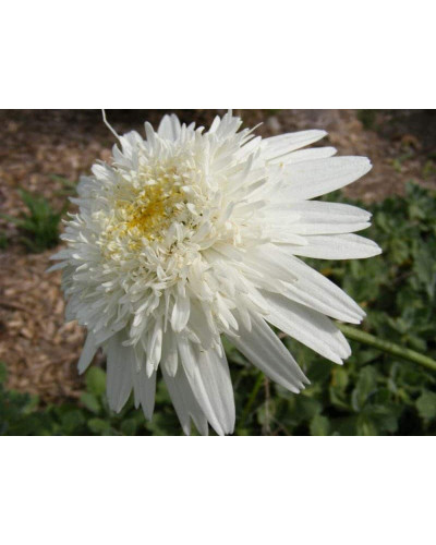 Ромен/Леукантемум чудовий Крістін Хагемен | Leucanthemum superbum Christine Hagemann | Ромен / Леукантемум замечательный Кристин Хагемен