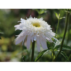 Ромен/Леукантемум чудовий Крістін Хагемен | Leucanthemum superbum Christine Hagemann | Ромен / Леукантемум замечательный Кристин Хагемен