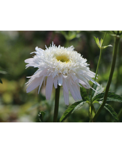 Ромен/Леукантемум чудовий Крістін Хагемен | Leucanthemum superbum Christine Hagemann | Ромен / Леукантемум замечательный Кристин Хагемен