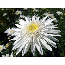 Ромен/Леукантемум чудовий Крістін Хагемен | Leucanthemum superbum Christine Hagemann | Ромен / Леукантемум замечательный Кристин Хагемен