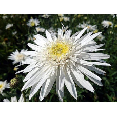 Ромен/Леукантемум чудовий Крістін Хагемен | Leucanthemum superbum Christine Hagemann | Ромен / Леукантемум замечательный Кристин Хагемен
