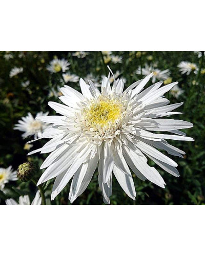 Ромен/Леукантемум чудовий Крістін Хагемен | Leucanthemum superbum Christine Hagemann | Ромен / Леукантемум замечательный Кристин Хагемен
