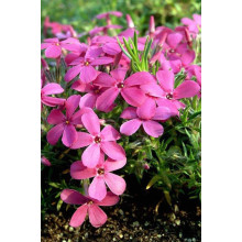 Флокс дугласа Крекер Джек | Phlox douglasii Crackerjack | Флокс дугласа Крекер Джек