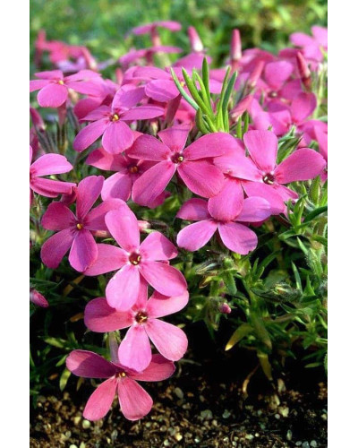Флокс дугласа Крекер Джек | Phlox douglasii Crackerjack | Флокс дугласа Крекер Джек