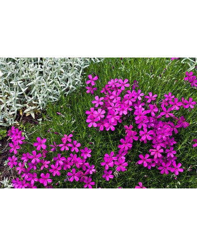 Флокс дугласа Крекер Джек | Phlox douglasii Crackerjack | Флокс дугласа Крекер Джек