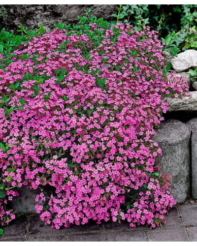 Флокс дугласа Крекер Джек | Phlox douglasii Crackerjack | Флокс дугласа Крекер Джек