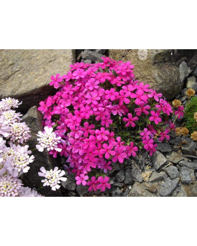Флокс дугласа Крекер Джек | Phlox douglasii Crackerjack | Флокс дугласа Крекер Джек