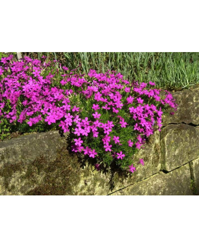 Флокс дугласа Крекер Джек | Phlox douglasii Crackerjack | Флокс дугласа Крекер Джек