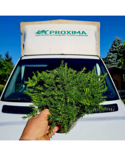 Флокс дугласа Крекер Джек | Phlox douglasii Crackerjack | Флокс дугласа Крекер Джек
