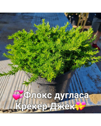 Флокс дугласа Крекер Джек | Phlox douglasii Crackerjack | Флокс дугласа Крекер Джек