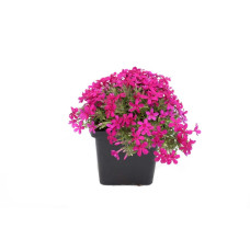 Флокс дугласа Крекер Джек | Phlox douglasii Crackerjack | Флокс дугласа Крекер Джек