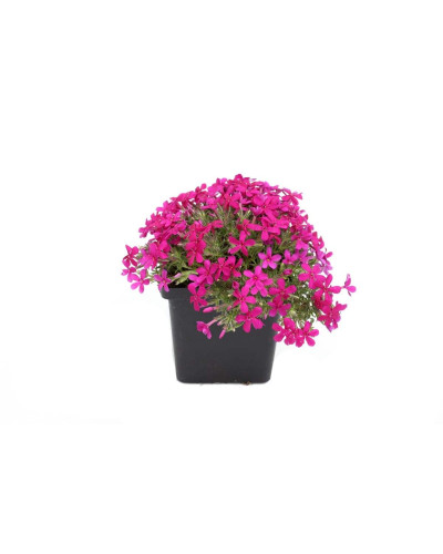 Флокс дугласа Крекер Джек | Phlox douglasii Crackerjack | Флокс дугласа Крекер Джек