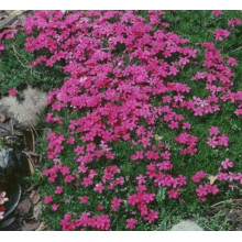 Флокс дугласа Крекер Джек | Phlox douglasii Crackerjack | Флокс дугласа Крекер Джек
