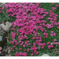 Флокс дугласа Крекер Джек | Phlox douglasii Crackerjack | Флокс дугласа Крекер Джек