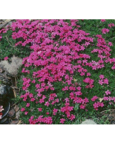 Флокс дугласа Крекер Джек | Phlox douglasii Crackerjack | Флокс дугласа Крекер Джек