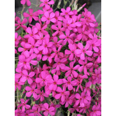 Флокс дугласа Крекер Джек | Phlox douglasii Crackerjack | Флокс дугласа Крекер Джек