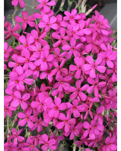 Флокс дугласа Крекер Джек | Phlox douglasii Crackerjack | Флокс дугласа Крекер Джек