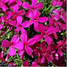 Флокс дугласа Крекер Джек | Phlox douglasii Crackerjack | Флокс дугласа Крекер Джек