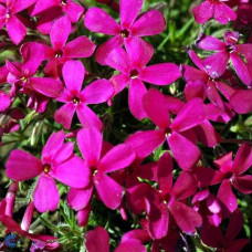 Флокс дугласа Крекер Джек | Phlox douglasii Crackerjack | Флокс дугласа Крекер Джек