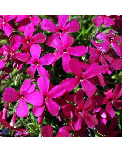 Флокс дугласа Крекер Джек | Phlox douglasii Crackerjack | Флокс дугласа Крекер Джек