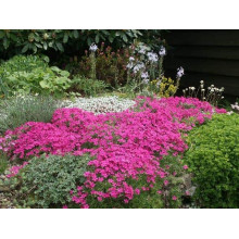 Флокс дугласа Крекер Джек | Phlox douglasii Crackerjack | Флокс дугласа Крекер Джек