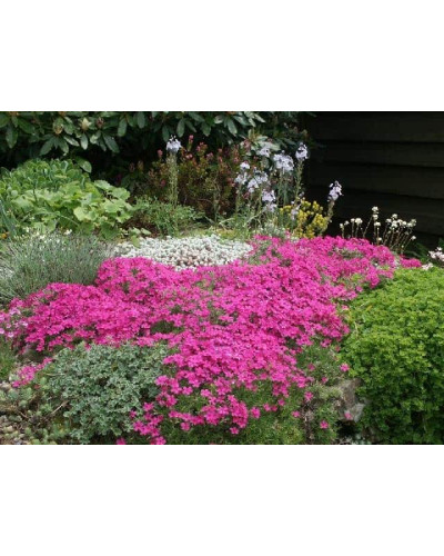 Флокс дугласа Крекер Джек | Phlox douglasii Crackerjack | Флокс дугласа Крекер Джек