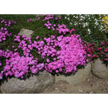 Флокс дугласа Крекер Джек | Phlox douglasii Crackerjack | Флокс дугласа Крекер Джек