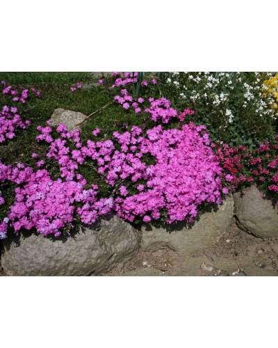 Флокс дугласа Крекер Джек | Phlox douglasii Crackerjack | Флокс дугласа Крекер Джек