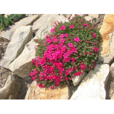 Флокс дугласа Крекер Джек | Phlox douglasii Crackerjack | Флокс дугласа Крекер Джек
