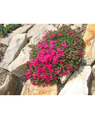 Флокс дугласа Крекер Джек | Phlox douglasii Crackerjack | Флокс дугласа Крекер Джек