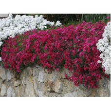 Флокс дугласа Крекер Джек | Phlox douglasii Crackerjack | Флокс дугласа Крекер Джек