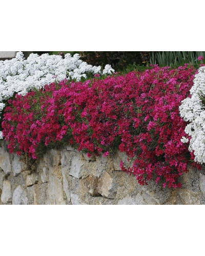 Флокс дугласа Крекер Джек | Phlox douglasii Crackerjack | Флокс дугласа Крекер Джек