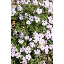 Флокс дугласа Лілак Клауд | Phlox douglasii Lilac Cloud | Флокс дугласа Лилак Клауд