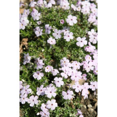 Флокс дугласа Лілак Клауд | Phlox douglasii Lilac Cloud | Флокс дугласа Лилак Клауд