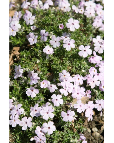 Флокс дугласа Лілак Клауд | Phlox douglasii Lilac Cloud | Флокс дугласа Лилак Клауд