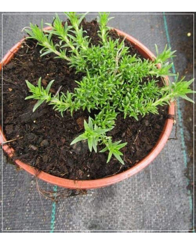 Флокс дугласа Лілак Клауд | Phlox douglasii Lilac Cloud | Флокс дугласа Лилак Клауд