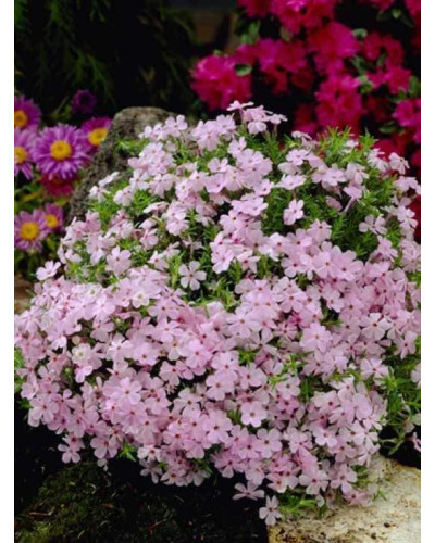Флокс дугласа Лілак Клауд | Phlox douglasii Lilac Cloud | Флокс дугласа Лилак Клауд