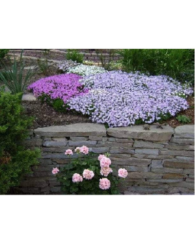 Флокс дугласа Лілак Клауд | Phlox douglasii Lilac Cloud | Флокс дугласа Лилак Клауд