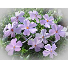 Флокс дугласа Лілак Клауд | Phlox douglasii Lilac Cloud | Флокс дугласа Лилак Клауд