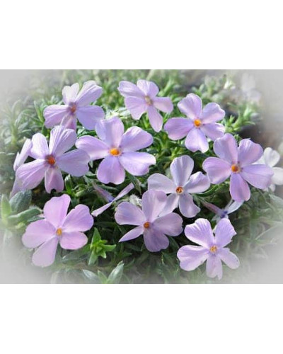 Флокс дугласа Лілак Клауд | Phlox douglasii Lilac Cloud | Флокс дугласа Лилак Клауд
